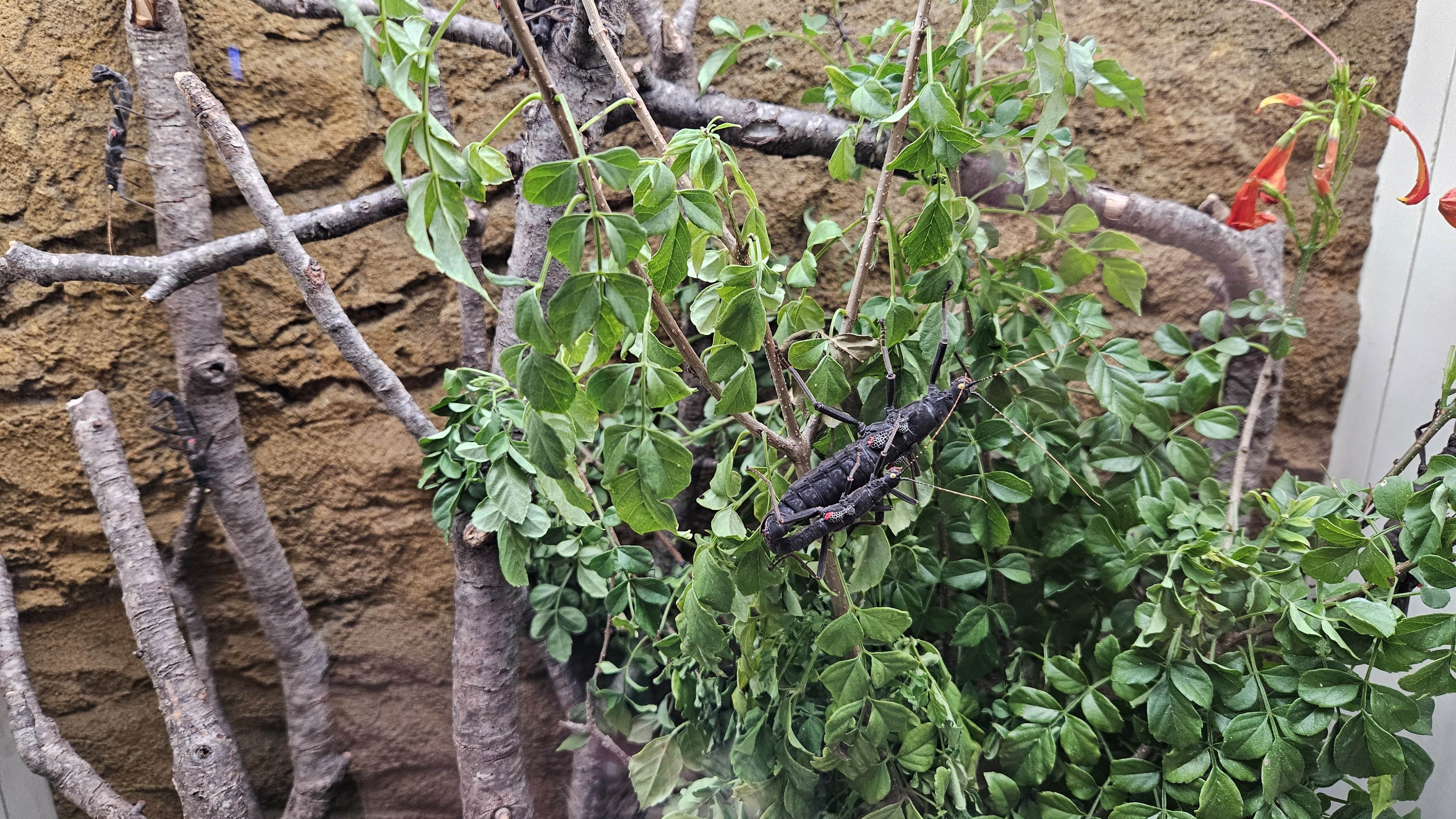 Golden eyed stick insects on branches.